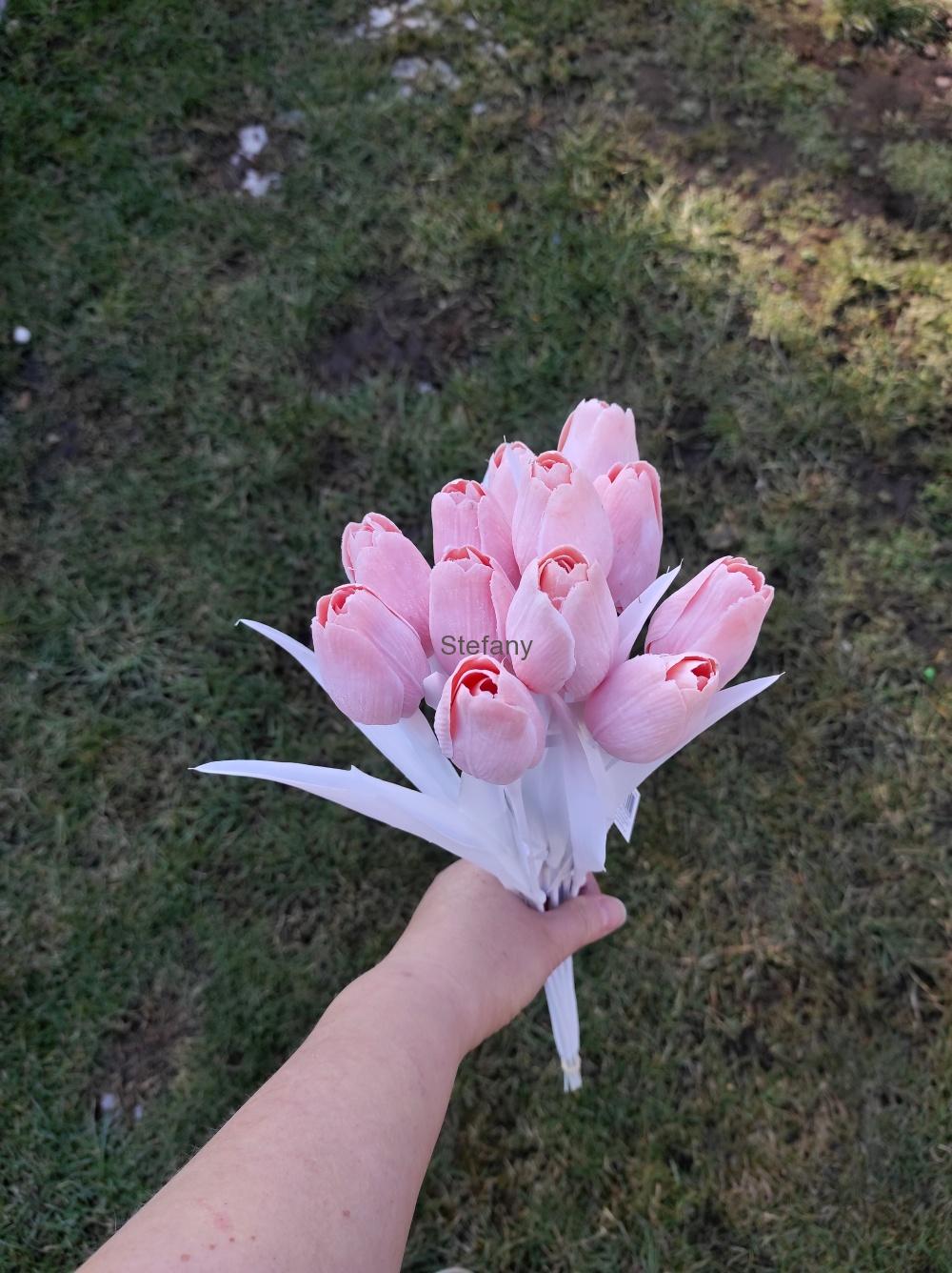 Tulipán bílo růžový